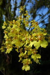 This region of Ecuador is known for its orchid diversity